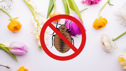 Spring 2024: Bed Bug Preventative Cleaning and Protection
